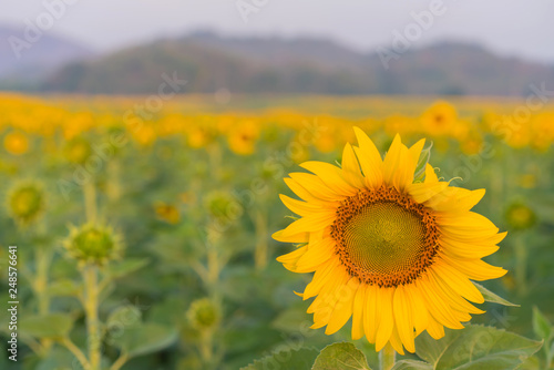 Field of Sunflower blooming in Sunflowers garden