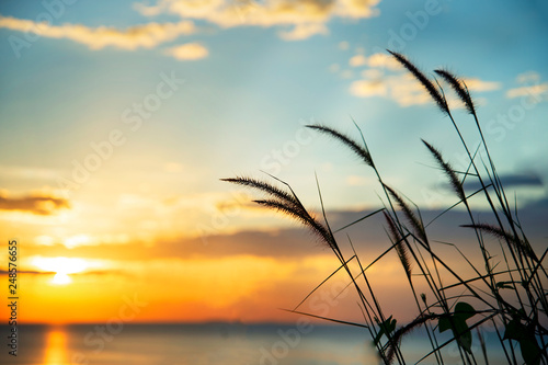 silhouette grass or reed with blur summer blue orange sky sea at sunset for nature travel background