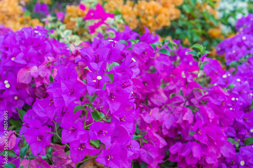 Colorful bougainvillea flowers in the garden for floral background