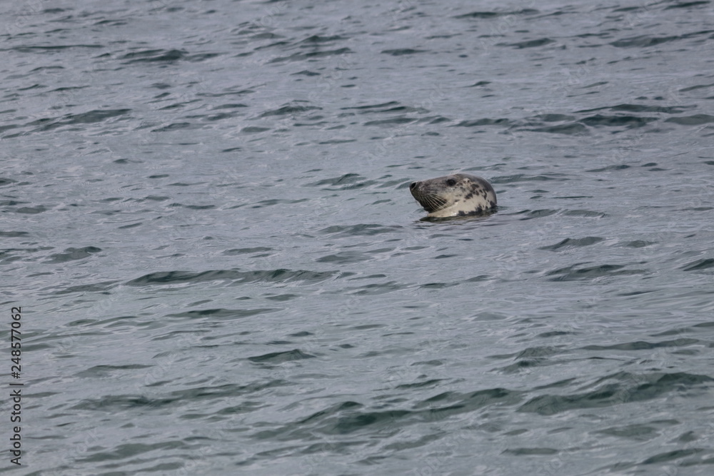 Fototapeta premium grey seal