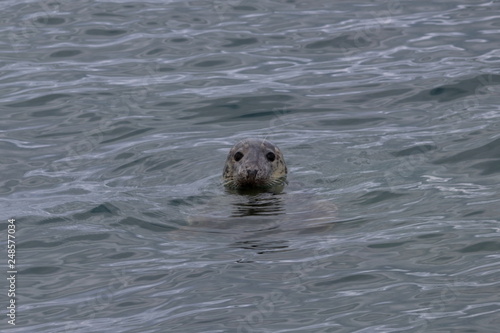 grey seal © Thomas