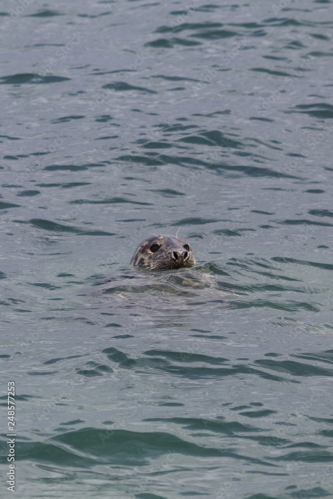 Fototapeta premium grey seal