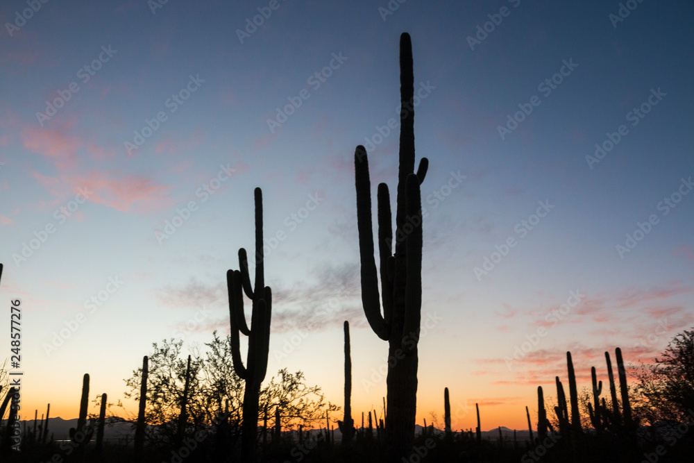 Landscape view of Saguaro National Park during the sunset near Tucson, Arizona. Landscape view of Saguaro National Park during the sunset near Tucson, Arizona.