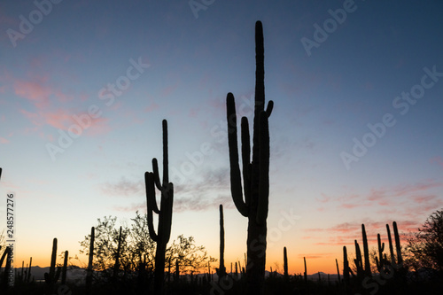 Landscape view of Saguaro National Park during the sunset near Tucson, Arizona. © Patrick
