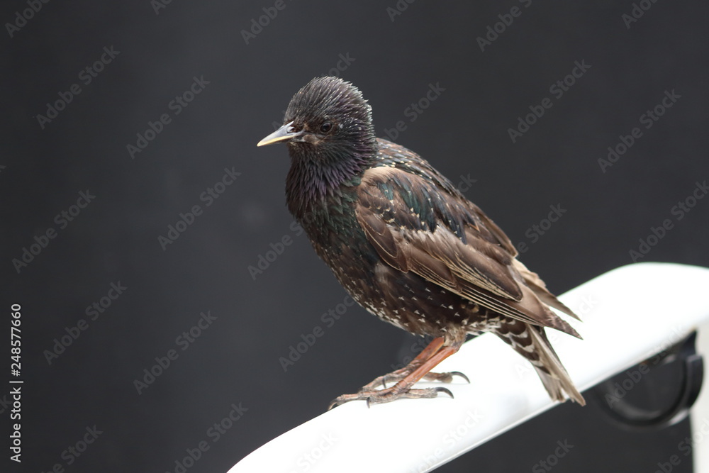 Fototapeta premium ireland