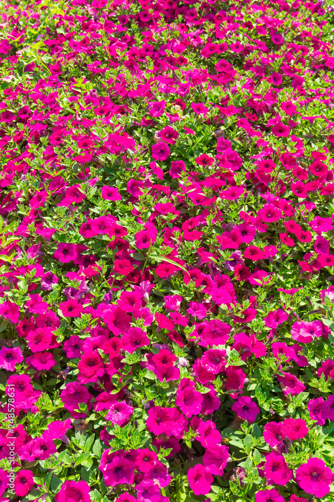colorful blooming petunia flower in garden colorful blooming petunia flower in garden