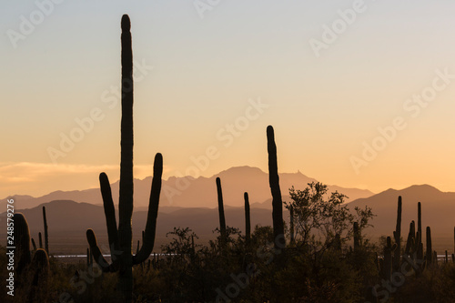 Landscape view of Saguaro National Park during the sunset near Tucson, Arizona. © Patrick