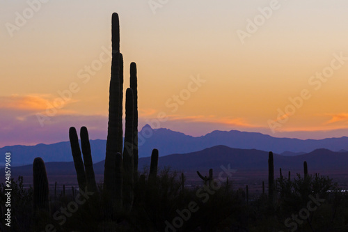 Landscape view of Saguaro National Park during the sunset near Tucson, Arizona.