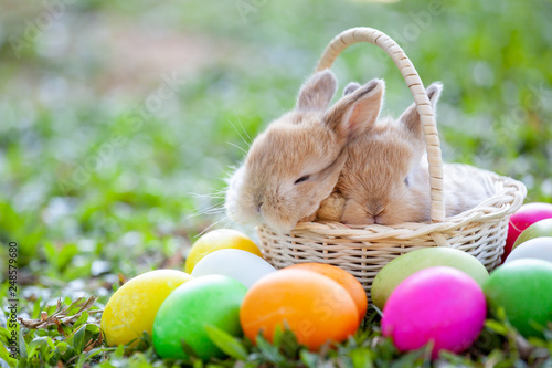 Canvas Print Cute little bunny sleeping in the basket and easter eggs in the meadow