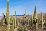 Landscape view of Saguaro National Park with Saguaro Cacti during the day (Arizona).