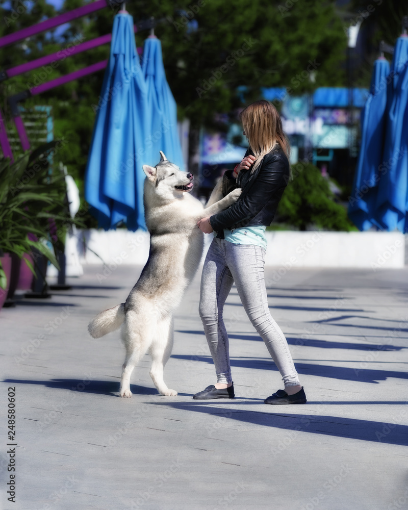 A grey Siberian husky female dog is staying on hind legs close to a young caucasian blond haired girl. A woman wears black glasses, grey jeans, black jacket. Blue sunshades and ficus in purple pots.