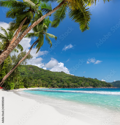 Beautiful sandy beach with coconut palm trees and turquoise sea.