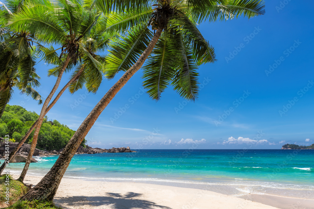 View of exotic tropical beach with white sand and palms around. 