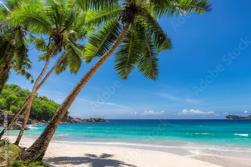 View of exotic tropical beach with white sand and palms around.  © lucky-photo