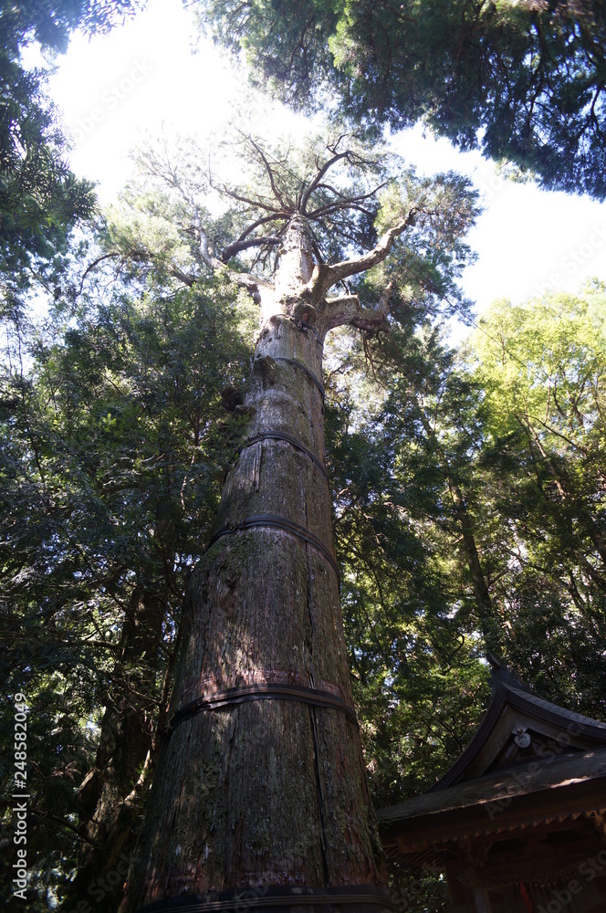Fototapeta premium tree in the forest