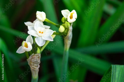 White narcissus flowers (daffodil) on green blurred background. photo