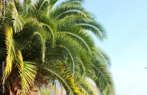 Palm branches on a sunny day