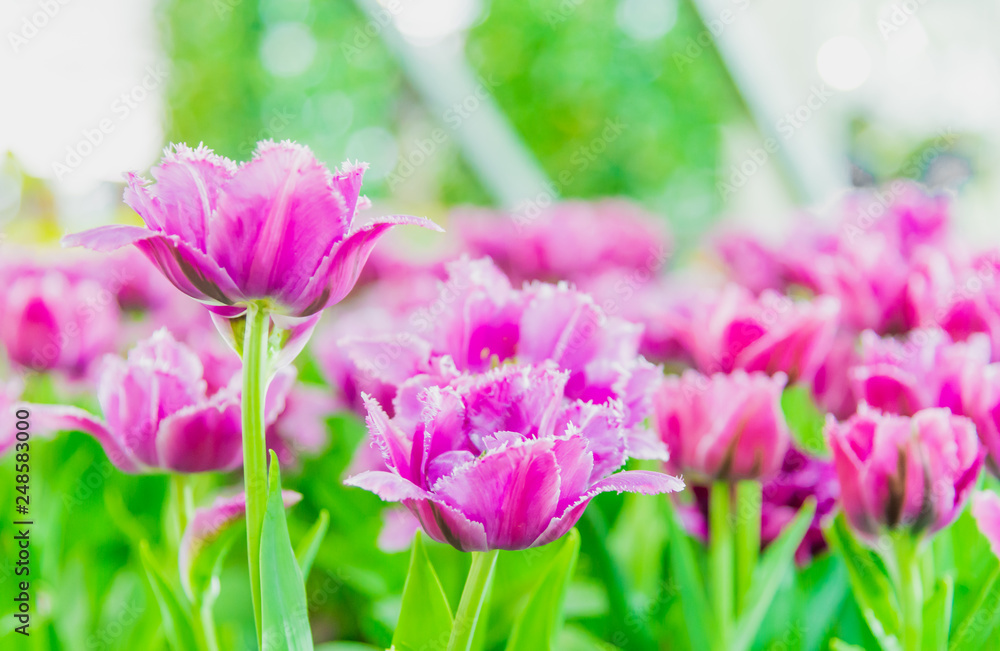 Tulips flower in the garden