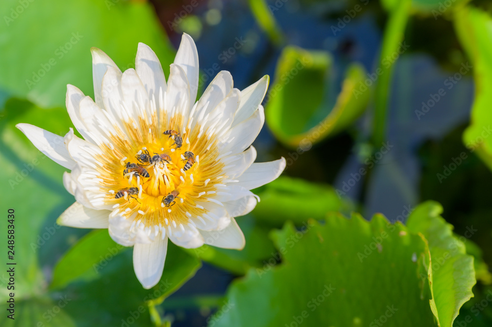 Lotus flower in pond. Lotus flower in pond.