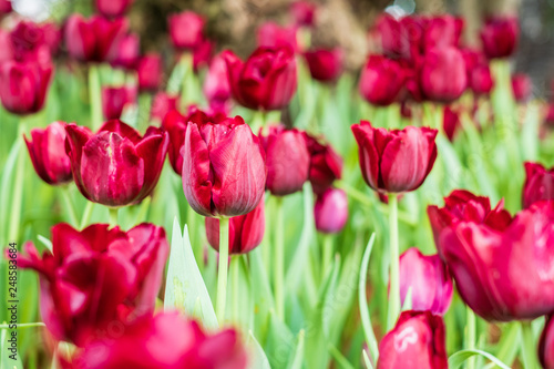 Tulips flower in the garden.