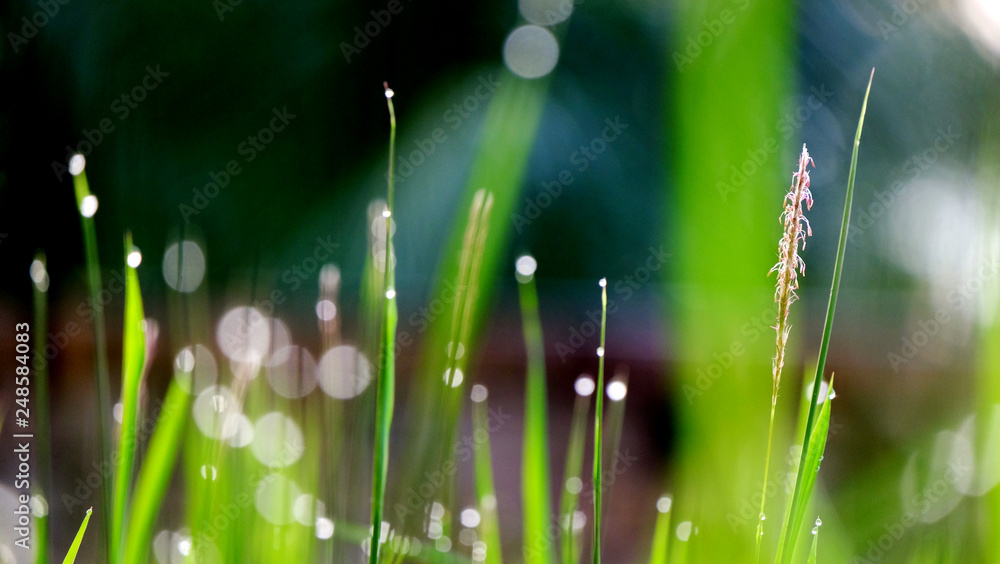 Fototapeta premium Grass with dew as background