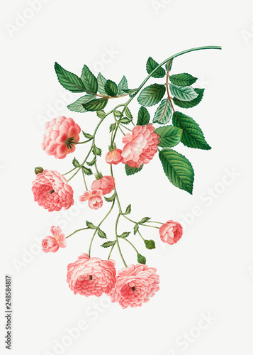 Pink Rambler roses