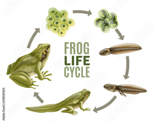 Fotografia Frog Life Cycle Set