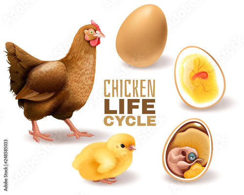 Chicken Life Cycle Set 