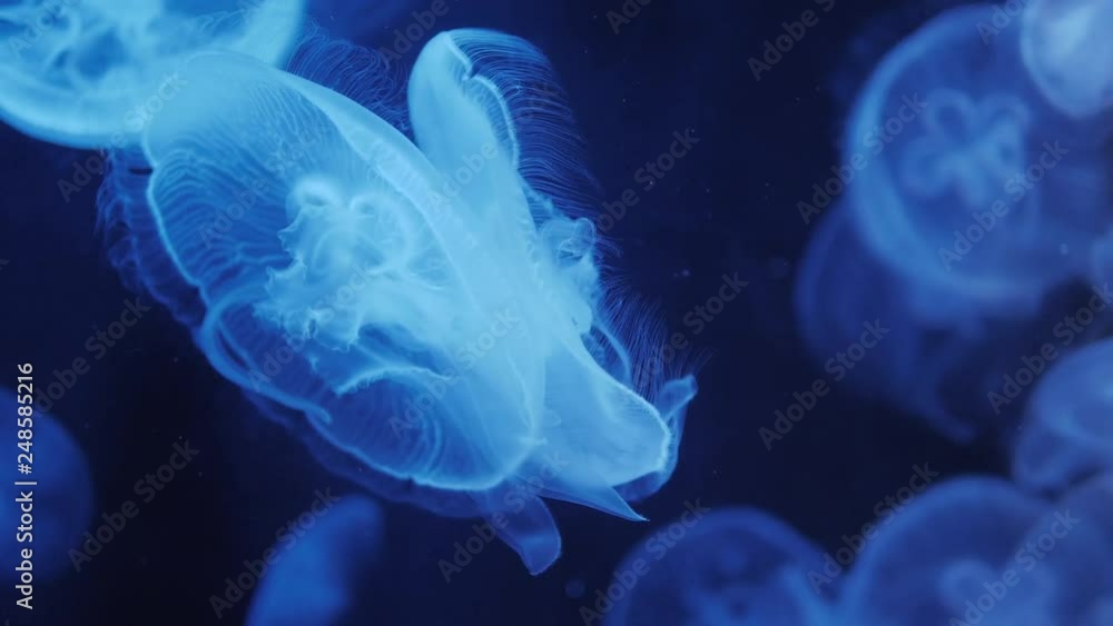 Jellyfish Move In The Water On A Blue Background Jellyfish Move In The Water On A Blue Background