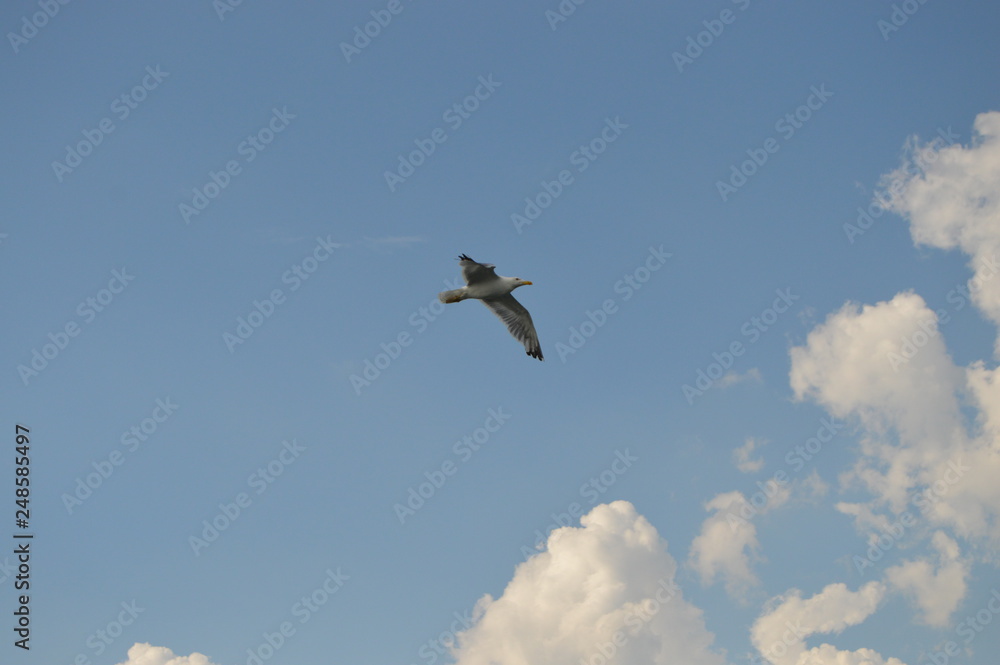 Obraz premium oiseau mouette marin 