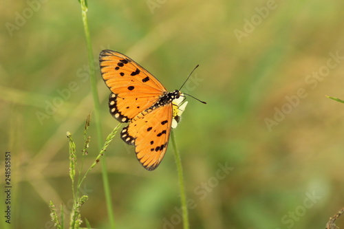 butterfly on flower