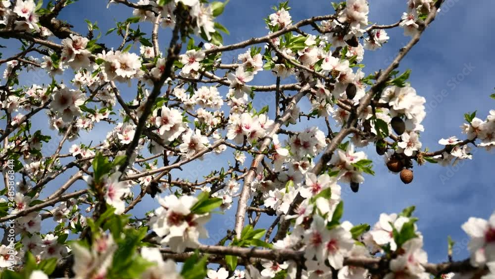 Almond flower Almond Tree Close-up Video 4K Almond flower Almond Tree Close-up Video 4K