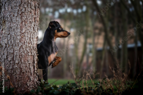 Portrait Hund sitzt steht neben hinter baumstamm baum und schaut in die gegend mit himmel und bäumen im hintergrund