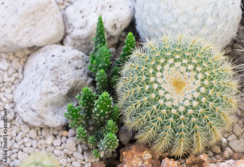 Group cactus in pot with white stone,Cereus peruvianus ,Eriocactus leninghausii,decoration garden,interior or outdoor Group cactus in pot with white stone,Cereus peruvianus ,Eriocactus leninghausii,decoration garden,interior or outdoor
