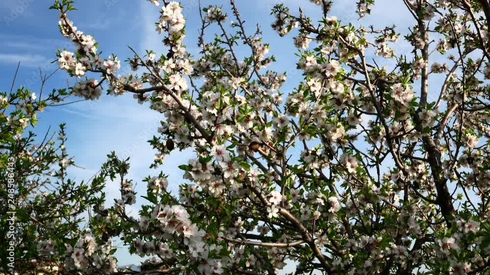 Almond flower Almond Tree Close-up Video 4K Almond flower Almond Tree Close-up Video 4K