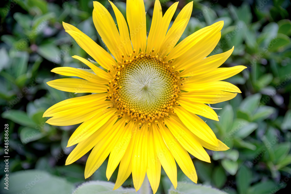 closeup of a sunflower closeup of a sunflower