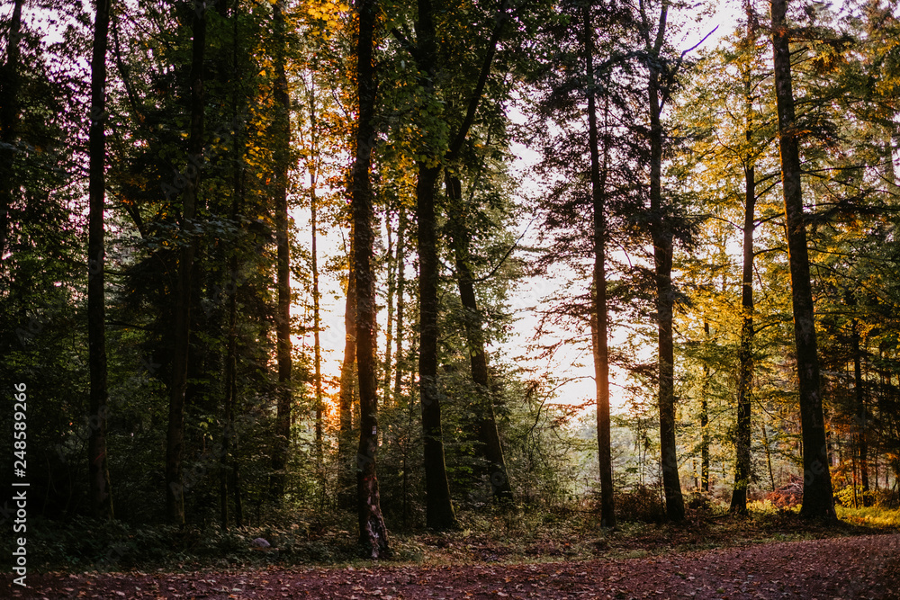 Fototapeta premium Sonnenaufgang im Wald, Schwarzwald