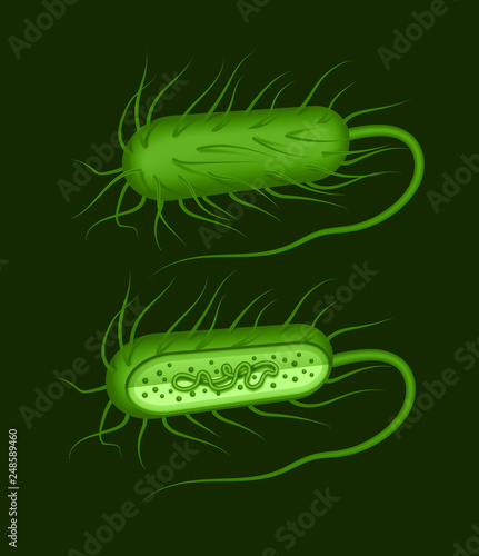 Vector illustration of green rod-shaped bacillus bacteria with fimbriae and flagellums isolated on dak background photo