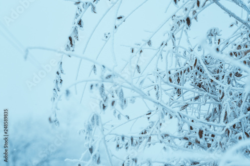 frozen plants in hoarfrost in winter afternoon