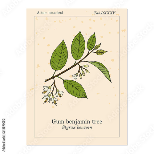 Gum benjamin tree Styrax benzoin , medicinal plant