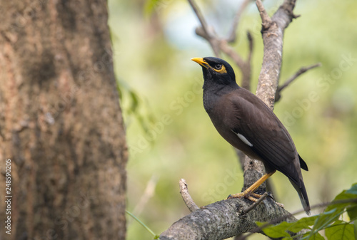 Closeup Common myna (Acridotheres tristis) perching on branch in the garden.