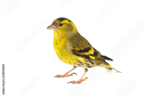 Male siskin, Carduelis spinus, isolated on white background.