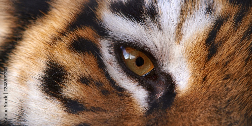 CLose-up eye of the fierce tiger as texture