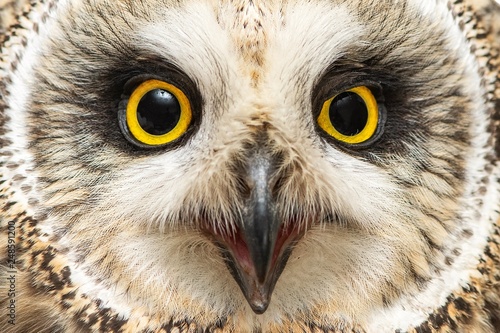 Portrait of the Short-eared Owl, Asio flammeus. Close-up
