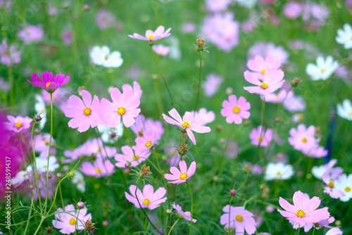 The pink cosmos blooming in the fower garden.