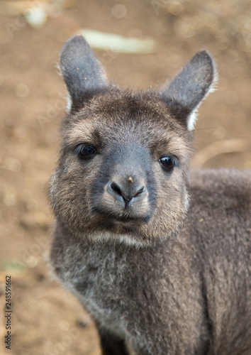 Portrait of young cute australian Kangaroo with big bright brown eyes looking close-up at camera. © Natalia