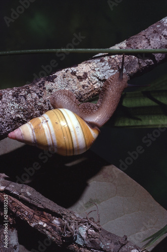 Liguus Tree Snail (Liguus Fasciatus Roseatus) photo