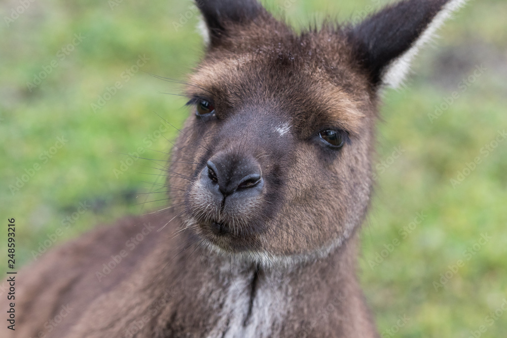 Portrait of young cute australian Kangaroo with big bright brown eyes looking close-up at camera. Portrait of young cute australian Kangaroo with big bright brown eyes looking close-up at camera.