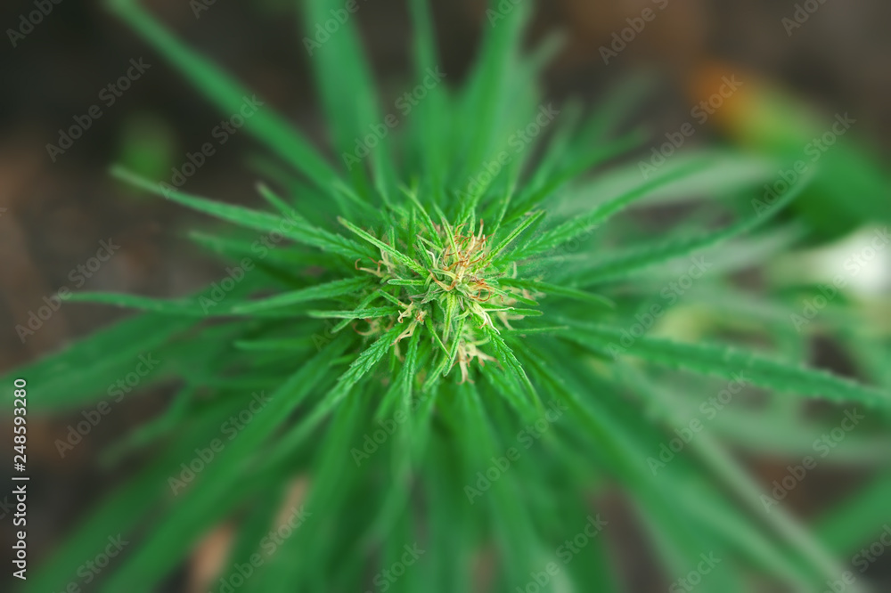 Medical marijuana plant alternative medicine. Growing premium cannabis products Medical marijuana plant alternative medicine. Growing premium cannabis products