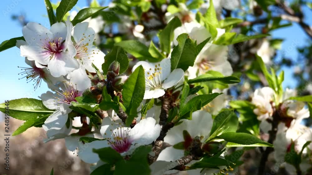 Almond flower Almond Tree Close-up Video 4K Almond flower Almond Tree Close-up Video 4K